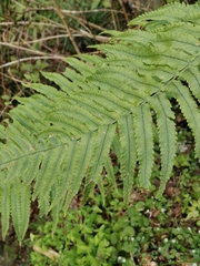Dryopteris commixta