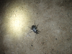 Carabus convexus