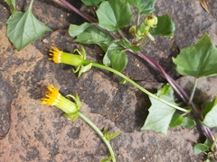 Senecio helminthioides