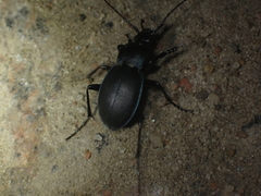 Carabus convexus