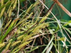 Carex morrowii