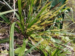 Carex morrowii