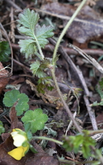 Potentilla matsumurae