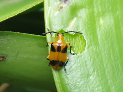 Stethopachys formosa