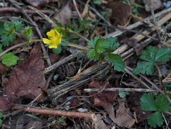 Potentilla matsumurae