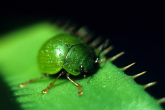 Platyphora albovirens