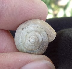 Fruticicola fruticum