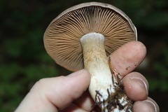 Cortinarius laniger