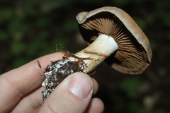Cortinarius laniger