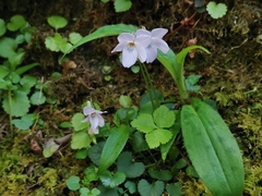 Viola grypoceras