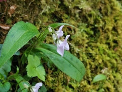 Viola grypoceras