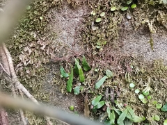 Loxogramme grammitoides