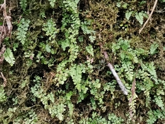 Asplenium tenuicaule