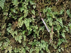 Asplenium tenuicaule