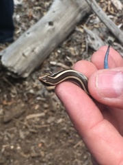 Plestiodon skiltonianus interparietalis