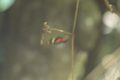 Heliconius ricini ricini