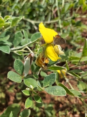 Crotalaria doidgeae