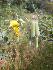 Crotalaria doidgeae