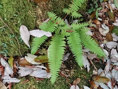 Polystichum tripteron