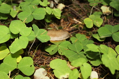 Cortinarius laniger