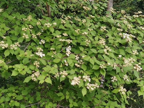 Viburnum erosum, photograph 5