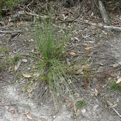 Mesomelaena tetragona