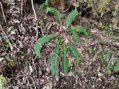 Struthiopteris niponica