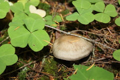 Cortinarius laniger