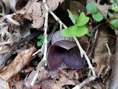 Asarum blumei