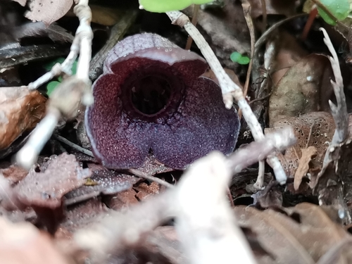 Image of Asarum Blumei (Asarum blumei) by (c) harum.koh, some rights reserved (CC BY-SA)