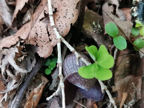 Image of Asarum Blumei (Asarum blumei) by (c) harum.koh, some rights reserved (CC BY-SA)