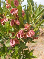 Combretum nelsonii