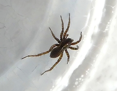 Araneae