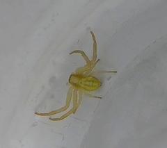 Misumena vatia
