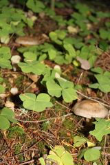 Cortinarius laniger