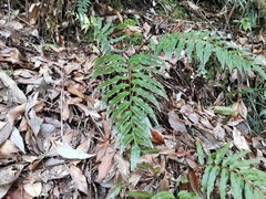 Plagiogyria japonica