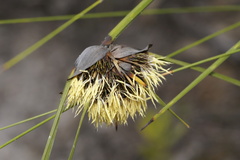 Mesomelaena tetragona