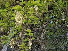 Stachyurus praecox