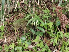 Disporum sessile
