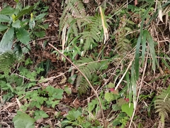 Disporum sessile