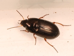 Amara familiaris