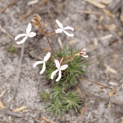 Stylidium spinulosum