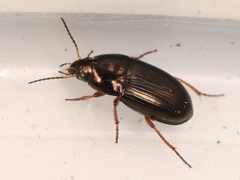 Amara familiaris