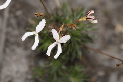 Stylidium spinulosum