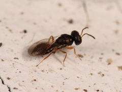 Callitula bicolor