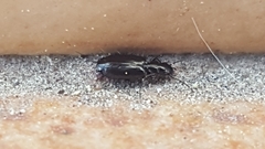 Microlestes