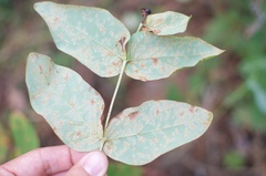 Melampsora hypericorum