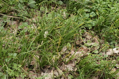 Puccinia liliacearum