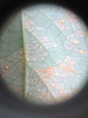 Melampsora hypericorum