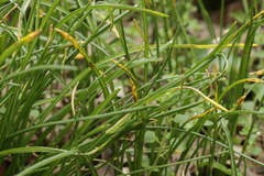 Puccinia liliacearum